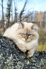 Naklejka na ściany i meble Siberian cat in a autumn forest