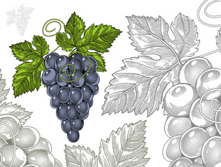 Grapes in vintage engraved style