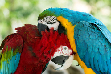 Fototapeta premium parrots