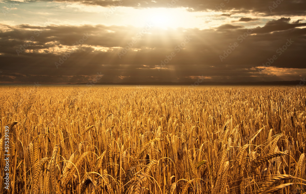 Wall mural Wheat field