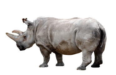 Obraz premium rhino on a white background