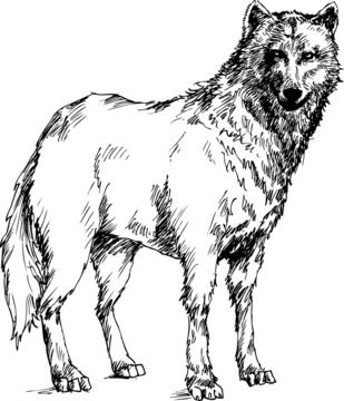 hand drawn wolf