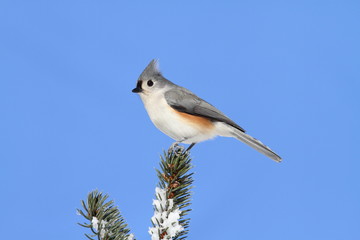 Bird On A Spruce Tree With Snow