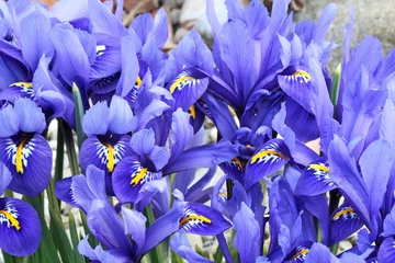 Deurstickers Iris Nederlandse miniatuur blauwe iris (Iris reticulata)