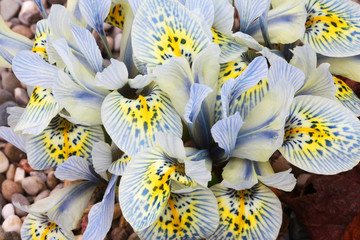 Nederlandse miniatuur lichtblauwe iris (Iris reticulata)