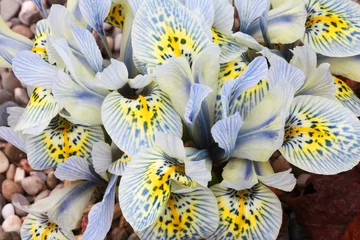 Foto op Plexiglas Iris Nederlandse miniatuur lichtblauwe iris (Iris reticulata)