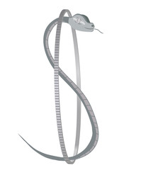 Silver coin with a silver dollar snake