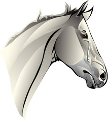 vector image of the head of a thoroughbred horse