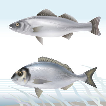Seabass and dorado (gilthead bream). Vector illustration.