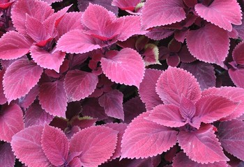 Red coleus plants