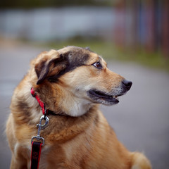 Portrait of a red not purebred dog.