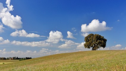 Obraz premium Tuscany landscape