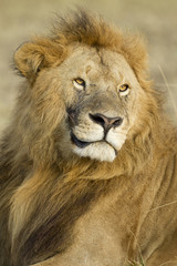 Big Male African Lion in the Maasai Mara in Kenya