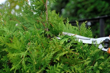 Pruning bushes