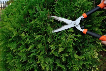 Pruning bushes