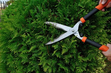 Pruning bushes
