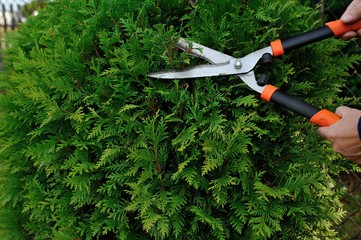 Pruning bushes