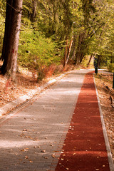 Fototapeta premium Path in the Forest with Bike stripe