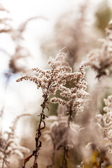 autumn plants