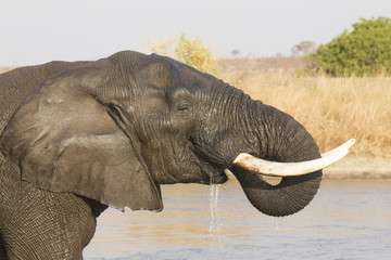Male African Elephant drinking water, South Africa