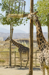 Giraffes eatng time.