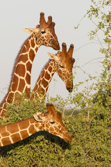 Three male Reticulated Giraffes in Samburu Reserve, Kenya