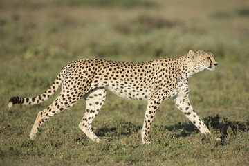 Fototapeta na wymiar Dorosłych Kobieta Cheetah (A. jubatus) Tanzania