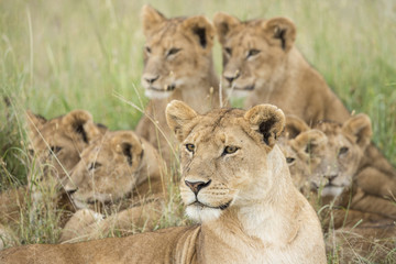 Obraz na płótnie Canvas Pride of Lions, Serengeti, Tanzania