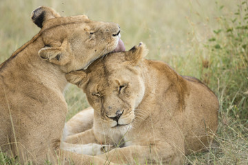 Obraz na płótnie Canvas Dwie samice lwów uwodzenie (Panthera leo) w Tanzanii