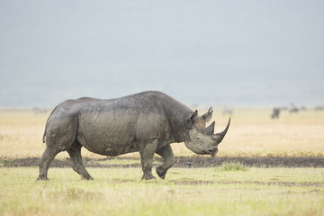 Black Rhino (Diceros bicornis) in Tanzania