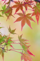 カエデの紅葉