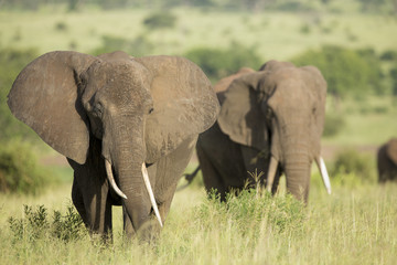 Naklejka na ściany i meble African Elephants (Loxodonta africana) in Tanzania