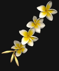 frangipani