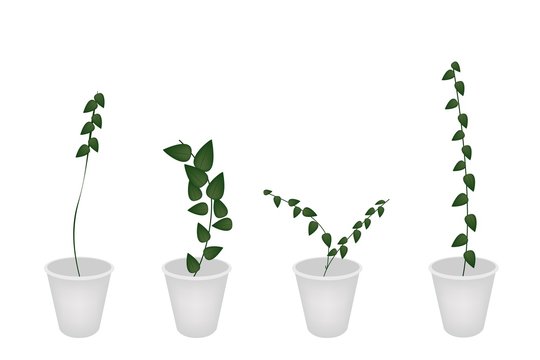 A Set of Creeper Plant in Flower Pot Stock Vector | Adobe Stock