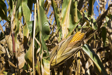 corn cob