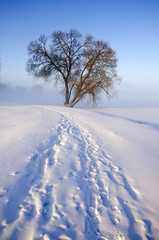 winter morning landscape with snow and lonely tree