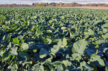 Rape rapeseed agriculture field in autumn