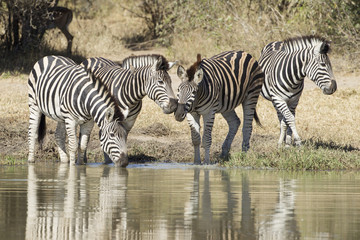 Fototapeta na wymiar Plains Zebra drinking water, South Africa