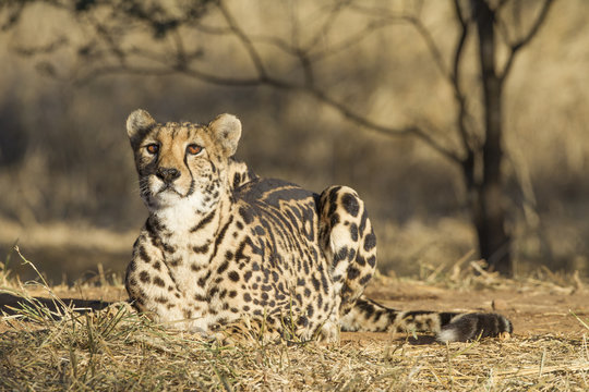 A arae Female King Cheetah (acinonyx jubatus) in South Africa