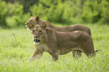 Fototapeta na wymiar African Lion spaceru w Samburu Kenia
