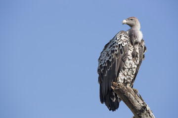 A Ruppells Vulture perched on a branch, Tanzania