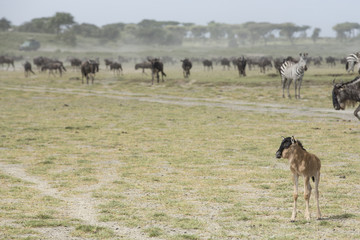 Fototapeta na wymiar A young Wildebeest calf with the Migration herds in the Ndutu ar