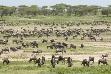 Obraz premium The Migration herds in the Ndutu area, Tanzania