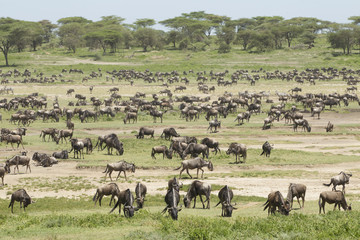 Naklejka na ściany i meble The Migration herds in the Ndutu area, Tanzania