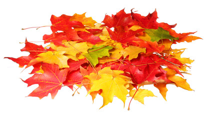Maple leaves isolated. Colored autumn leafs. Fall