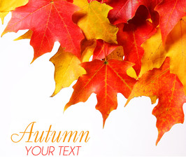 Maple leafs with copy space over white. Fall or Autumn
