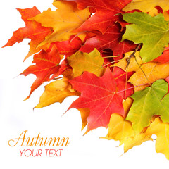 Maple leafs with copy space over white. Fall or Autumn