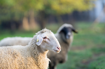 Portrait of sheep on grazing