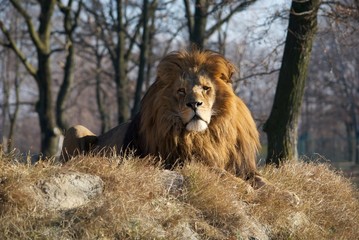 Lion