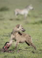 Naklejka na ściany i meble A young Spotted Hyena with a wildebeest skull, Tanzania